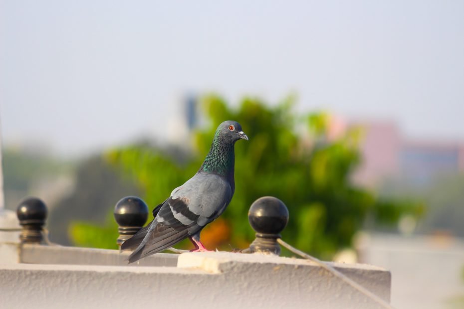 Gray dove sitting on roof